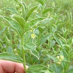 Ditaxis pilosissima — Euphorbiaceae