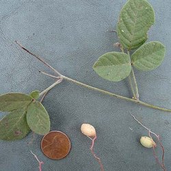 Galactia canescens — Fabaceae
