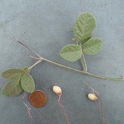 Galactia canescens — Fabaceae