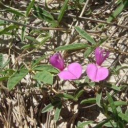 Galactia heterophylla — Fabaceae