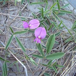 Galactia heterophylla — Fabaceae