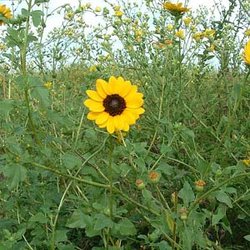 Helianthus praecox var. runyonii — Asteraceae
