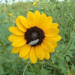 Helianthus praecox var. runyonii — Asteraceae