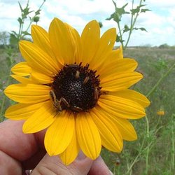 Helianthus praecox var. runyonii — Asteraceae