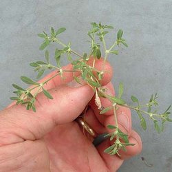 Houstonia croftiae — Rubiaceae