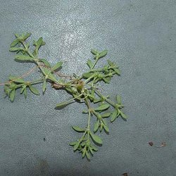 Houstonia croftiae — Rubiaceae