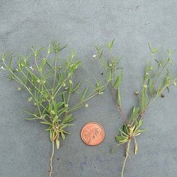 Houstonia subviscosa — Rubiaceae