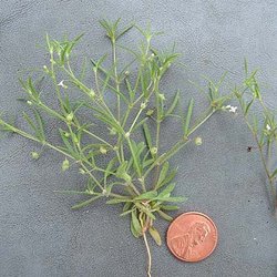 Houstonia subviscosa — Rubiaceae
