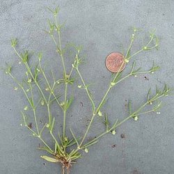 Houstonia subviscosa — Rubiaceae