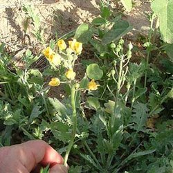 Lesquerella grandiflora — Brassicaceae