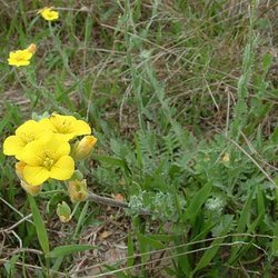 Lesquerella grandiflora — Brassicaceae