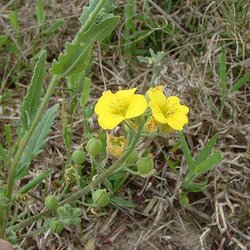 Lesquerella grandiflora — Brassicaceae