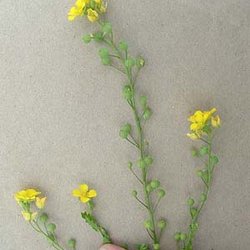 Lesquerella grandiflora — Brassicaceae
