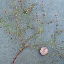 Lechea san-sabeana — Cistaceae