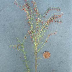 Lechea san-sabeana — Cistaceae
