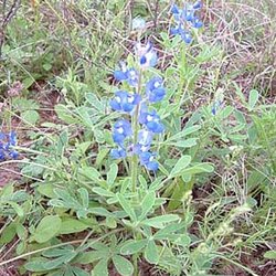 Lupinus subcarnosus — Fabaceae