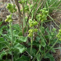 Matelea parviflora — Asclepiadaceae