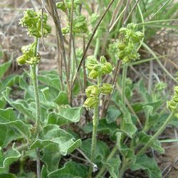 Matelea parviflora — Asclepiadaceae