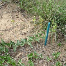 Matelea parviflora — Asclepiadaceae