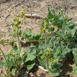 Matelea parviflora — Asclepiadaceae