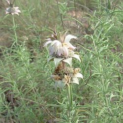 Monarda fruticulosa — Lamiaceae