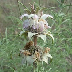 Monarda fruticulosa — Lamiaceae