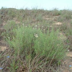 Monarda fruticulosa — Lamiaceae