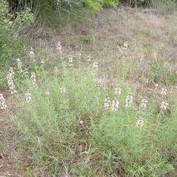Monarda fruticulosa — Lamiaceae