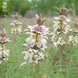 Monarda fruticulosa — Lamiaceae