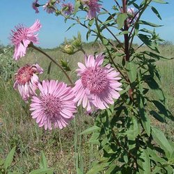 Palafoxia hookeriana — Asteraceae