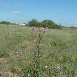 Palafoxia hookeriana — Asteraceae