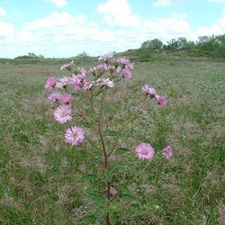Palafoxia hookeriana — Asteraceae