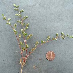 Paronychia jonesii — Caryophyllaceae