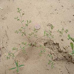 Paronychia jonesii — Caryophyllaceae