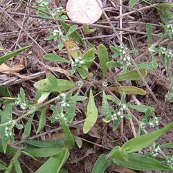 Paronychia jonesii — Caryophyllaceae