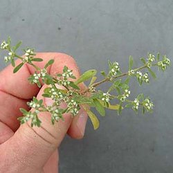 Paronychia jonesii — Caryophyllaceae