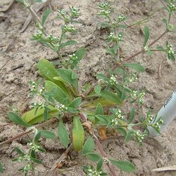 Paronychia jonesii — Caryophyllaceae