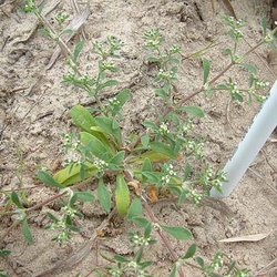 Paronychia jonesii — Caryophyllaceae