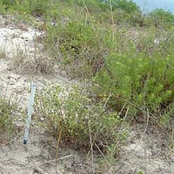 Paronychia lundellorum — Caryophyllaceae