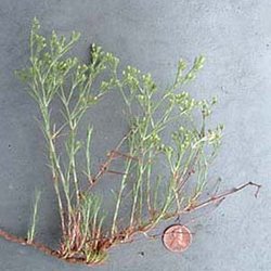 Paronychia lundellorum — Caryophyllaceae