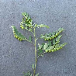 Phyllanthus abnormis — Euphorbiaceae