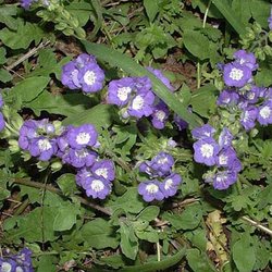 Phacelia patuliflora — Hydrophyllaceae
