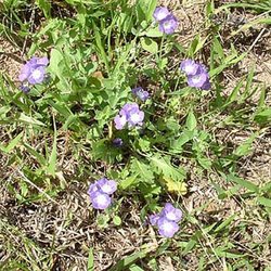 Phacelia patuliflora — Hydrophyllaceae