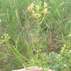 Polanisia erosa ssp. breviglandulosa — Capparaceae