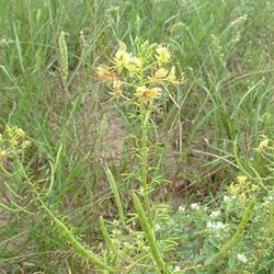Polanisia erosa ssp. breviglandulosa — Capparaceae