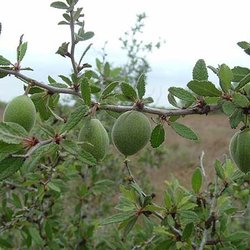 Prunus texana — Rosaceae