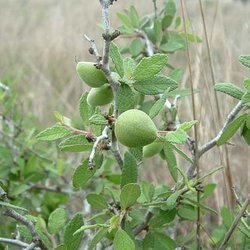 Prunus texana — Rosaceae