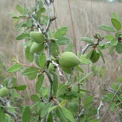 Prunus texana — Rosaceae