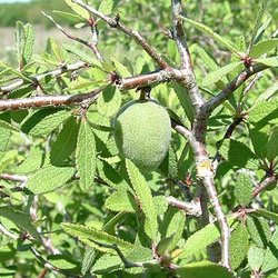 Prunus texana — Rosaceae
