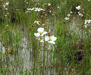 Sagittaria longiloba — Alismataceae